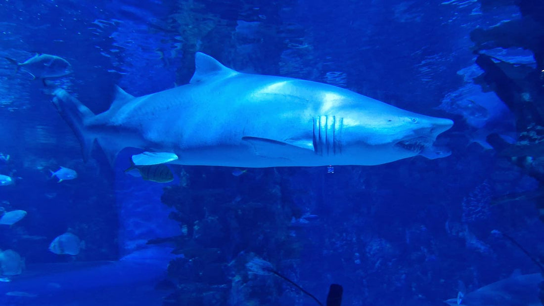 A beautiful shark swimming peacefully at the Tropicarium