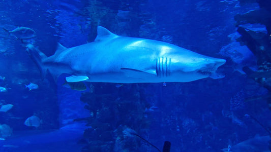 A beautiful shark swimming peacefully at the Tropicarium