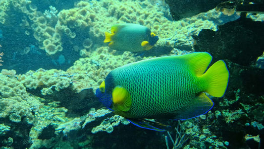 Exotic fish in the aquarium at Vienna Zoo