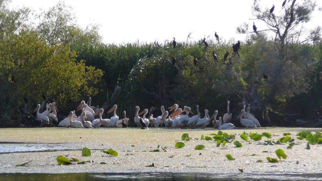 Featured Birds watching in Danube Delta