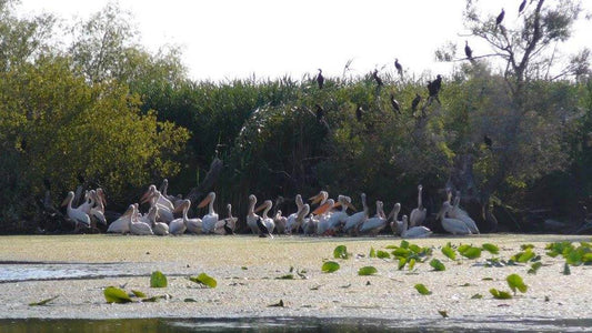 Featured Birds watching in Danube Delta