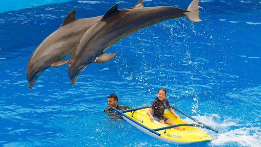 Interactive Dolphin Show at Palmitos Park Gran Canaria